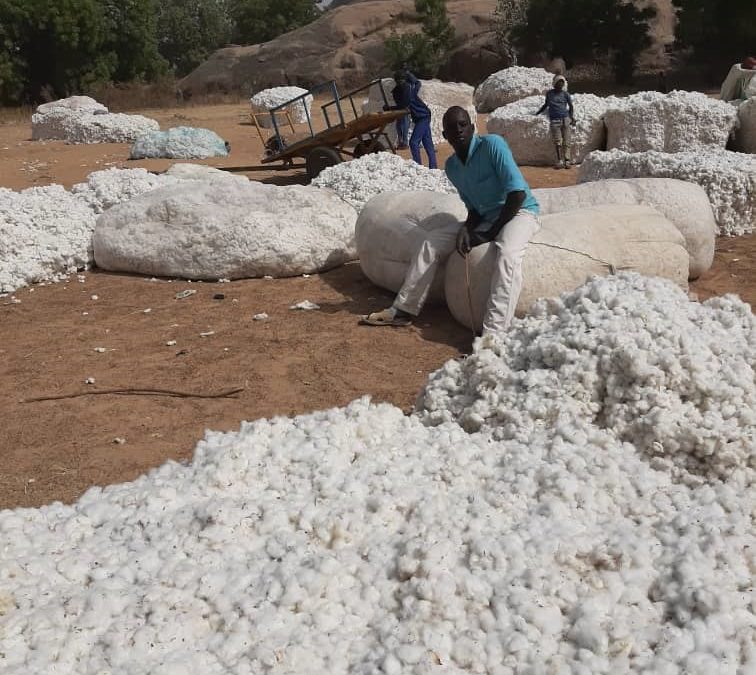Récolte coton au Cameroun